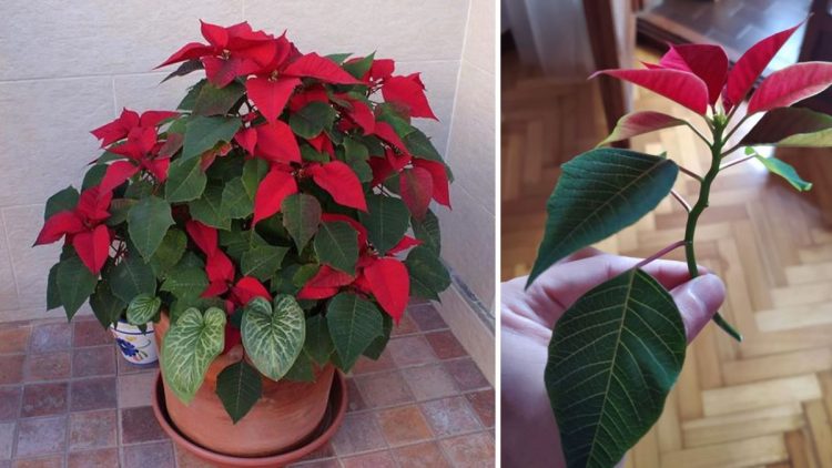 Multiplication du poinsettia