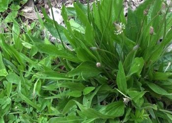 Plantain pour la santé