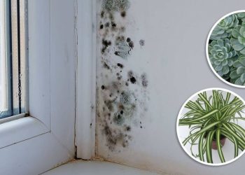 Plantes d’intérieur qui absorbent l’humidité et qui éliminent la moisissure