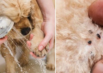 Recette shampooing anti-puce pour chien fait maison