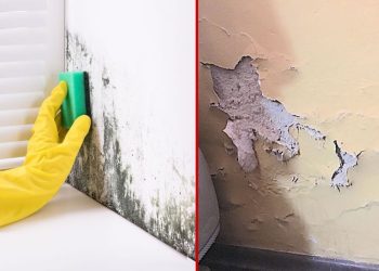 Traitements naturels pour assécher un mur