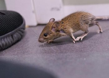 Une astuce incroyable qui éloigne définitivement les souris