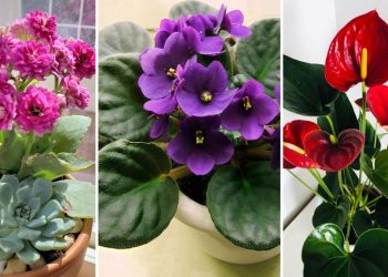 16 plantes d'intérieur les plus faciles à faire fleurir