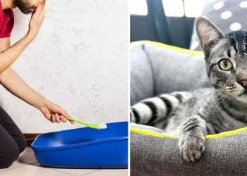 3 astuces efficaces pour supprimer l’odeur d’urine de chat