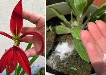 4 astuces faire fleurir les plantes toute l'année