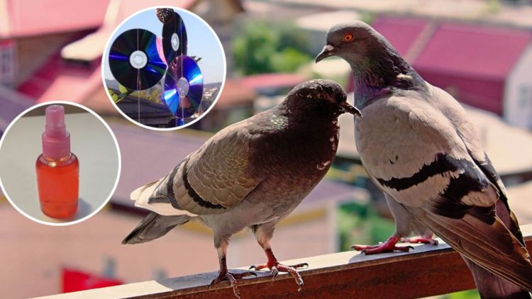 Astuce efficace et naturelle pour faire fuir les pigeons d’un balcon