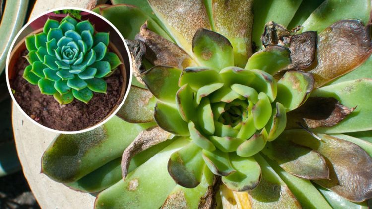 Comment sauver une plante grasse qui pourrit