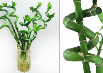 Astuce simple pour faire pousser un lucky bamboo