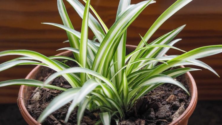 Chlorophytum comosum