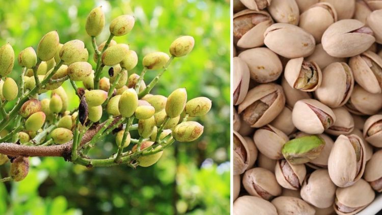 comment-faire-germer-et-cultiver-des-pistaches-en-pot