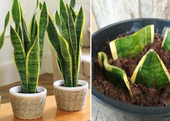 Comment multiplier et entretenir la sansevieria