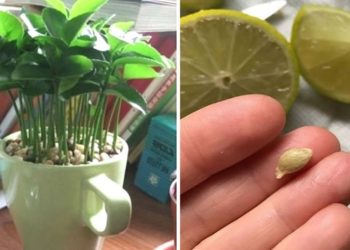 Comment planter un citron dans une tasse pour parfumer votre maison