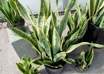 Entretenir et bouturer la Sansevieria