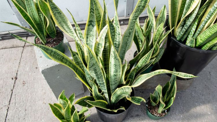 Entretenir Et Bouturer La Sansevieria Astuces Pour Réussir La Bouture De Cette Plante Verte 