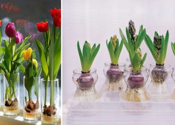 Faire pousser des bulbes de jacinthe ou de tulipe dans l’eau