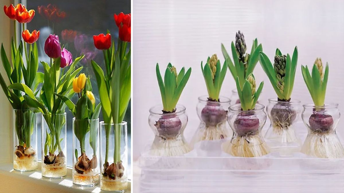 Faire pousser des bulbes de jacinthe ou de tulipe dans l'eau – conseils et  astuces