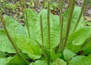 Propriétés et utilisations du Plantain