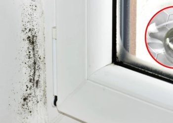 Remède efficace pour enlever de la moisissure sur les murs