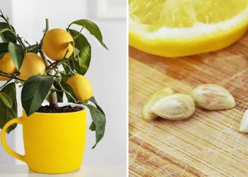 Voici comment planter et faire pousser un citronnier dans une tasse