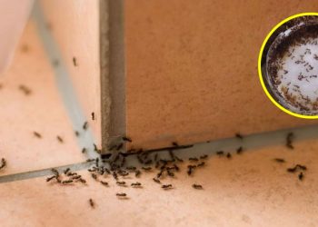 8 méthodes efficaces pour protéger la maison contre les insectes