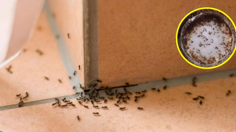 Comment protéger la maison contre les insectes ?Boutique en ligne  Ecosplendo Suisse