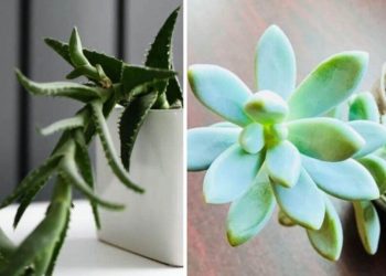 Déformation des succulentes