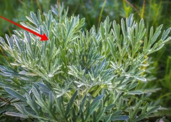 Artemisia une plante vivace magique