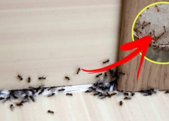 Astuces naturelles pour lutter contre les fourmis