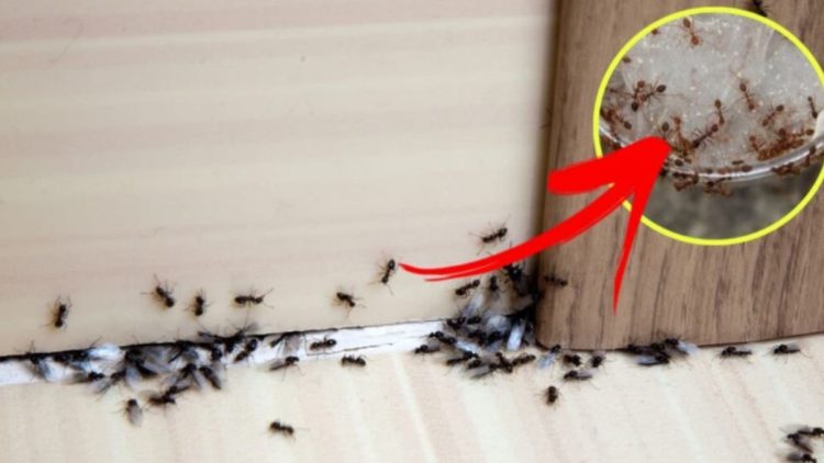 Astuces naturelles pour lutter contre les fourmis
