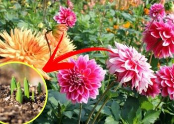 Astuces pour de beaux Dahlias