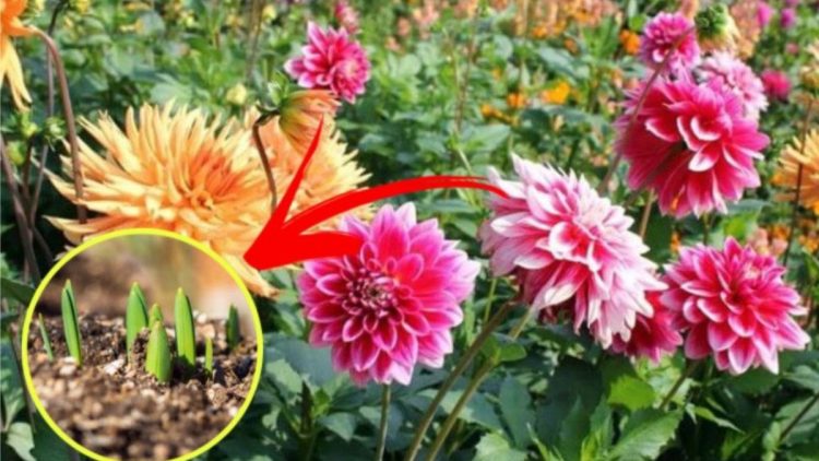 Astuces pour de beaux Dahlias