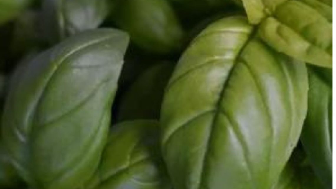 Comment congeler du basilic frais astuce pour conserver le basilic Comment Conserver