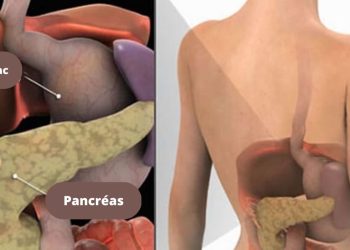 Comment détoxifier son pancréas pour perdre du poids