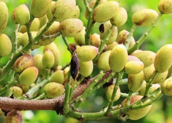 Comment entretenir le pistachier