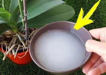 Comment faire refleurir vos plantes