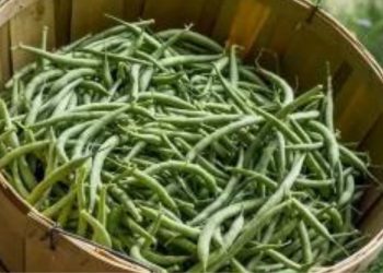 Comment réussir la culture des haricots verts