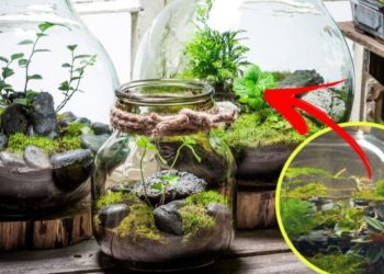 Créer son propre terrarium de plantes