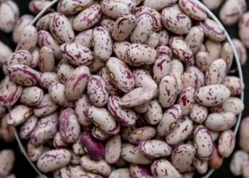 La culture des haricots Borlotti