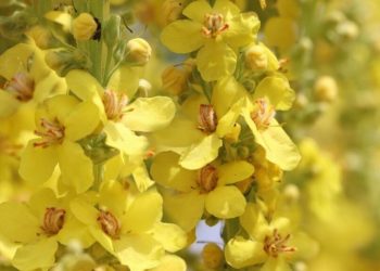 La plante qui favorise le système respiratoire