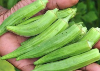 Le meilleur légume pour stabiliser la glycémie et pour limiter les risques d’asthme