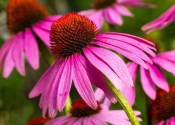 L’échinacée la plante qui a des propriétés antibactériennes