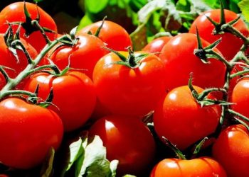 Pénurie de tomates au Royaume-Uni