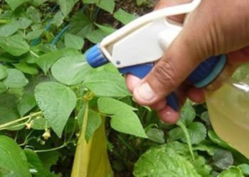 Pesticide fait maison à base d’ail et alcool