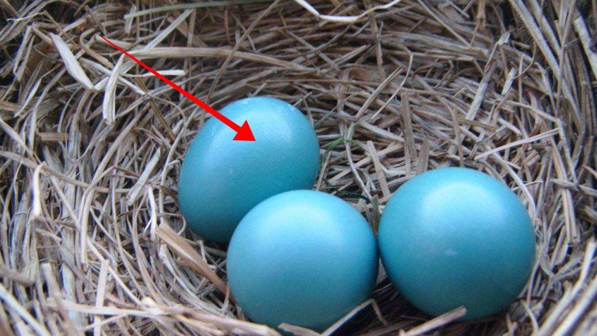 Pourquoi des oiseaux pondent des œufs bleus ? – voici quelques infos