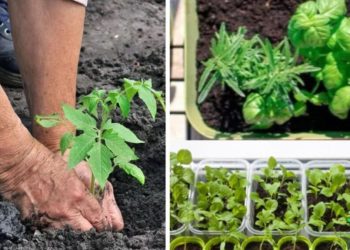 Que semer et planter en mars au potager