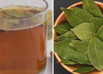 Recette de tisane de laurier