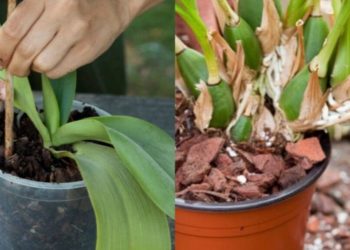 Si vous avez des problèmes avec vos orchidées voici quelques conseils pratiques pour la sauver