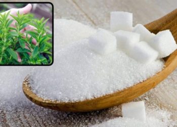 Utilisez cette plante pour remplacer le sucre blanc mauvais pour la santé