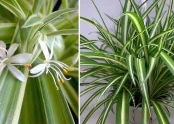 3 astuces pour faire fleurir le chlorophytum 