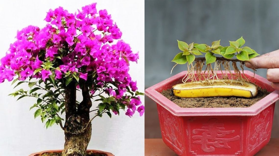 Bougainvillier en pot arrosage, taille, hivernage et entretien Comment Conserver